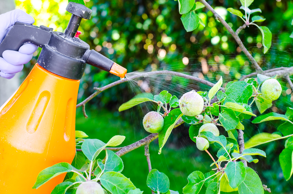 Hand with glove spraying leaves of fruit tree against plant diseases. Studio Photo, pesticides in food that cause cancer